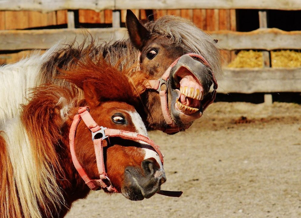 crazy horse